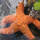 Illustration for article titled An Unknown Disease Is Turning Starfish Into Goop